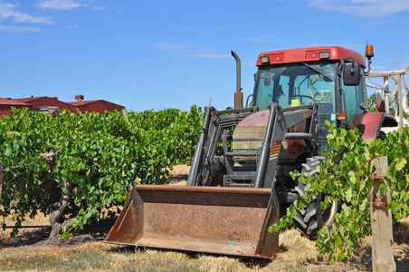 红色拖拉机在绿色葡萄园在巴罗莎谷, 南澳大利亚澳洲的主要酿酒区域之一