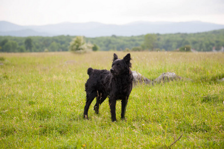 克罗地亚牧羊犬在田野里。黑狗在自然, 室外