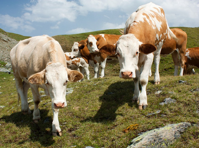 群牛 bos 阿金牛座 在阿尔卑斯山牧场