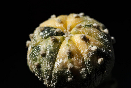 Castus astrophytum asteriumflowe