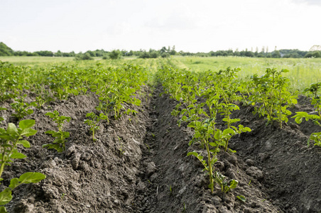 马铃薯作物的绿色领域在一排。农业。种植马铃薯。有机天然产品