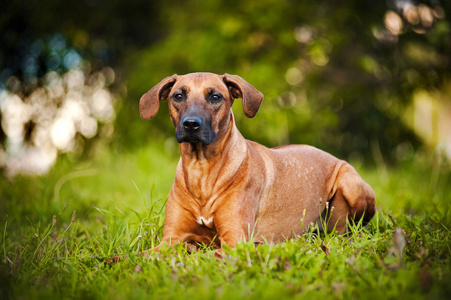 躺在草地上的狗 ridgeback