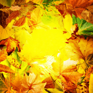 秋天的叶子的边框图片