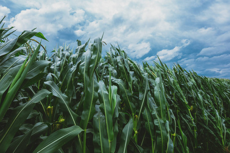 玉米作物抵御强风暴在黑暗多云的夏日午后