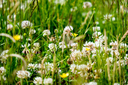 阳光明媚的草地与 dandellions 和雏菊在夏天在农村