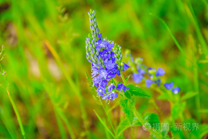 俄罗斯夏季明亮的野花