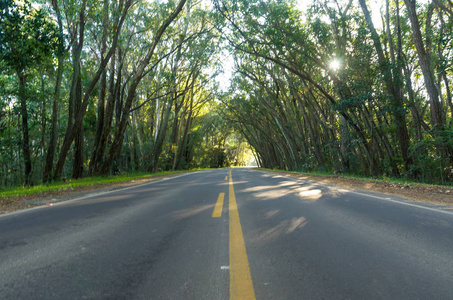 美丽的道路与自然隧道形成的 eucapilto 树, 绿色隧道的 Pinhal, 里奥格兰德做南