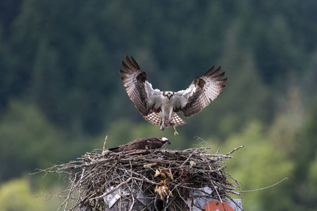 鱼鹰喂养小鸡巢, 皮特湖, 加拿大不列颠哥伦比亚省温哥华
