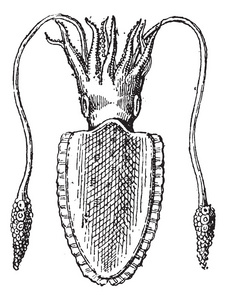 乌贼或 teuthida，复古雕刻