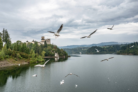 飞行海鸥在中世纪 Niedzica 城堡附近, 也被称为 Dunajec 城堡。波兰