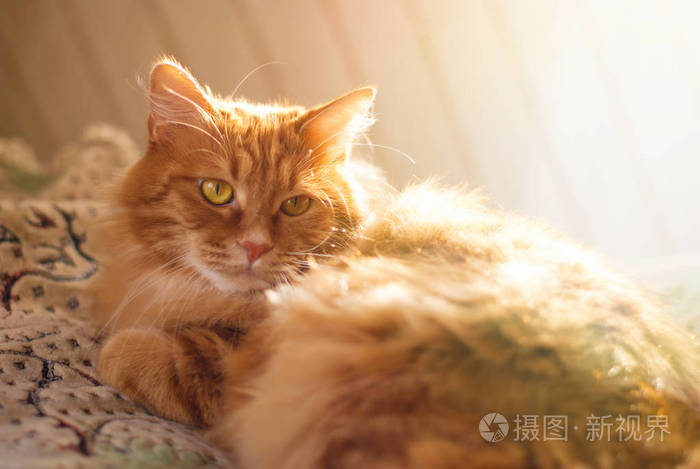 可爱的红猫在阳光下放松在家射线躺在室内的猫