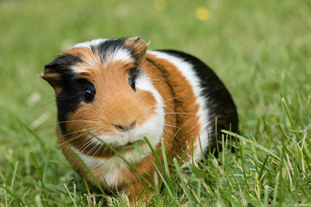 Cuy cavia porcellus es un animal domstico del hogar popular