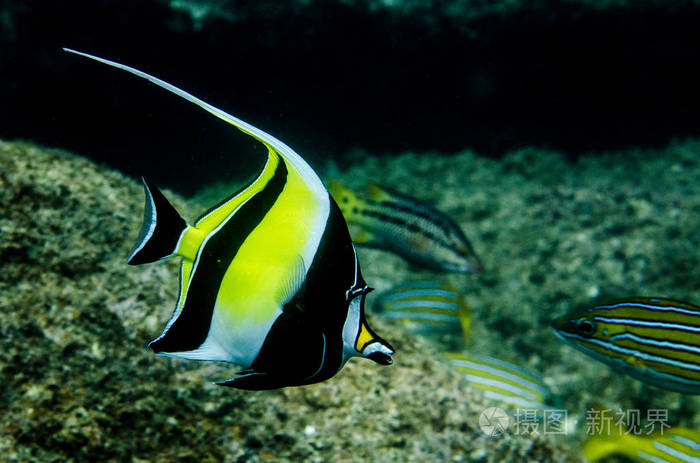 墨西哥的海洋中的珊瑚礁鱼