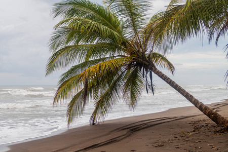 棕榈海滩在 Tortuguero, 哥斯达黎加