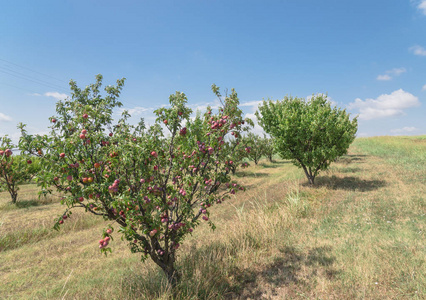 德州桃子果园一排熟果在树枝上再云蓝天。美国德克萨斯州瓦克沙哈契的本地农场有绿叶的新鲜有机梅花。园艺和农业背景
