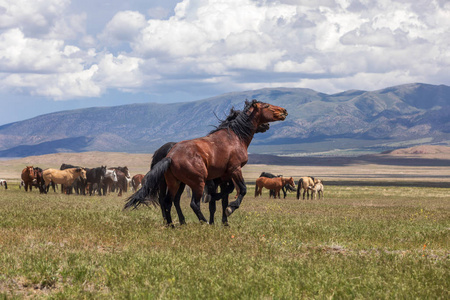 在犹他州的沙漠中, 一对野马马在战斗