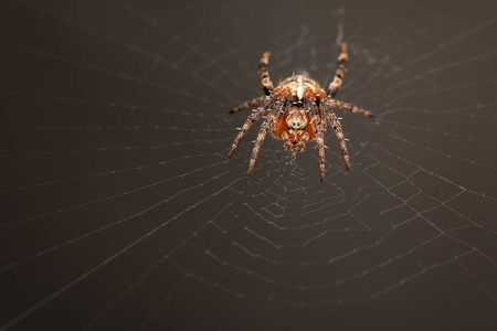 蜘蛛种类大腹蛛丝 diadematus 通常被称为欧洲花园蜘蛛, 王冠蜘蛛, 十字蜘蛛和加冕的圆球织布工。它有时被称为南瓜蜘蛛。