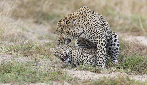 雄性豹在自然时咬雌性