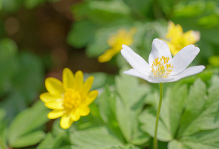 特写白色海葵和黄色较小的塞伦丁花。拉丁名字 海葵林荫草和石龙芮 Ficara