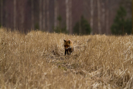 狐狸的各种各样的相片在草甸