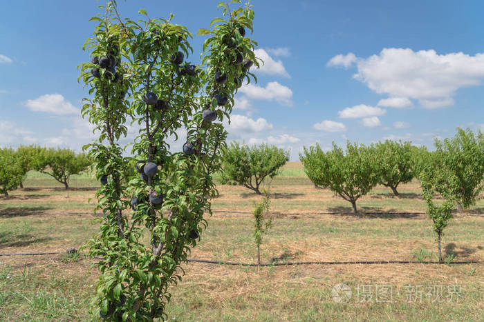 梅花果园与成熟的深蓝色李子在树枝上再次云蓝天空美国德克萨斯州瓦克
