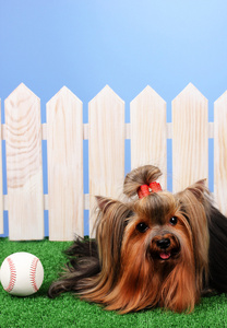 多彩背景上的草地上的美丽约克夏犬