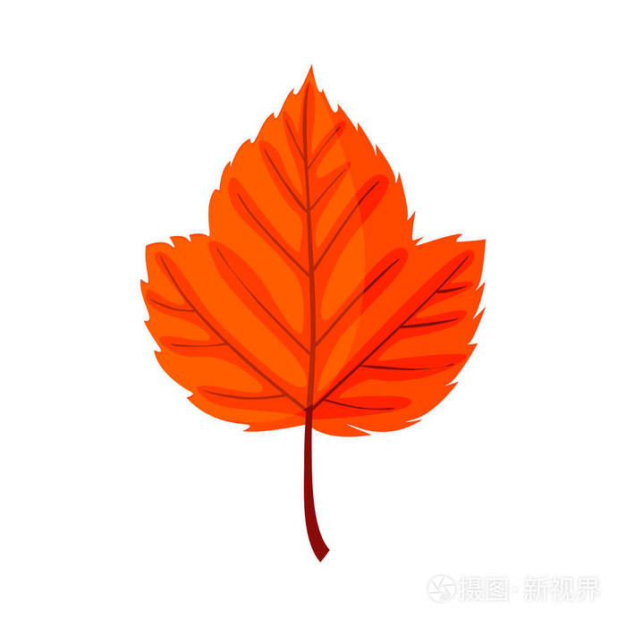 秋叶 秋天红叶在白色背景下被隔绝 我插画 正版商用图片05axp7 摄图新视界