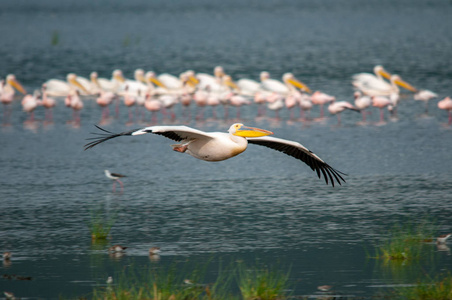 鹈鹕, 大白鹈鹕 Pelecanus onocrotalus, 国家公园, 肯尼亚, 非洲, Pelecaniformes 