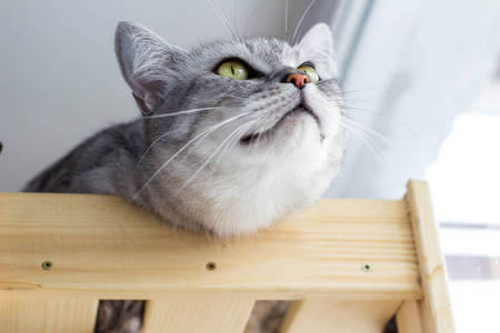 滑稽的肖像猫躺在一个木架子上的鲸鱼, 看着顶部