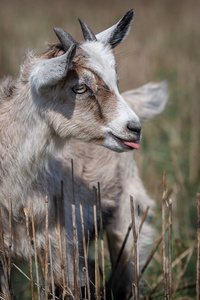 一个小棕色滑稽的 goatling 的肖像显示他的舌头