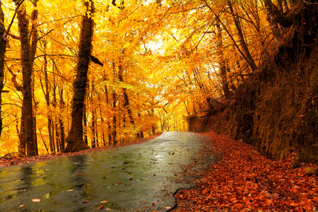 秋季景观与路和美丽的彩色的树