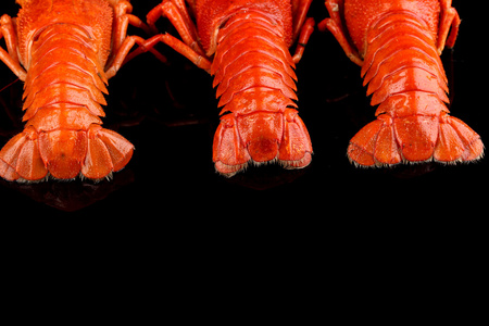 赡孤立在黑色的小龙虾 tailes摄影图