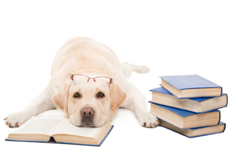 戴着眼镜看书上孤立白拉布拉多犬