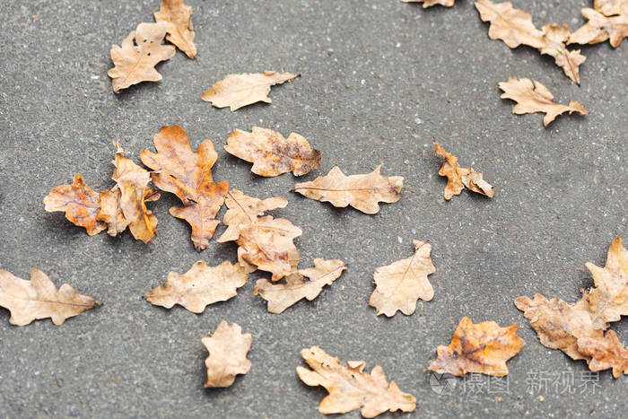 秋季背景.干燥的橙色叶子躺在沥青上.路上的橡树落叶