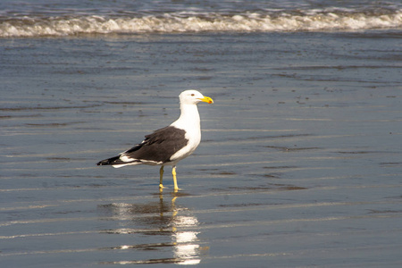 圣保罗州南海岸 Peruibe 海滩上的海鸥