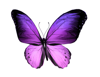 高清免费紫蝴蝶,在白色背景上孤立照片