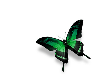 绿色的蝴蝶，在白色背景上孤立