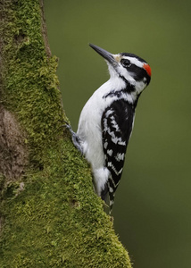 雄性长毛啄木鸟 Leuconotopicus villosus 觅食在苔藓树干上的昆虫加拿大安大略省