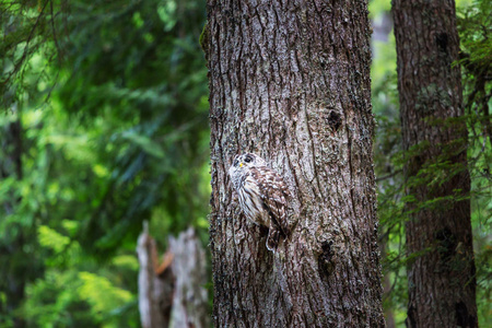 野生猫头鹰在树在夏天森林, 俄勒冈, 美国