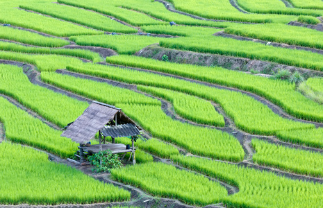 露台的稻田