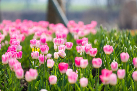 郁金香花。美丽的郁金香花束。七彩郁金香