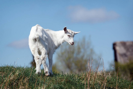 年轻的白色 goatling 在山上的蓝天背景下