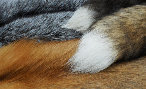 对黑色和红色的狐狸毛照片