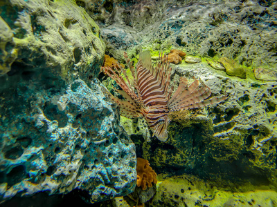 海水下的热带鱼条狮子鱼潜水图片