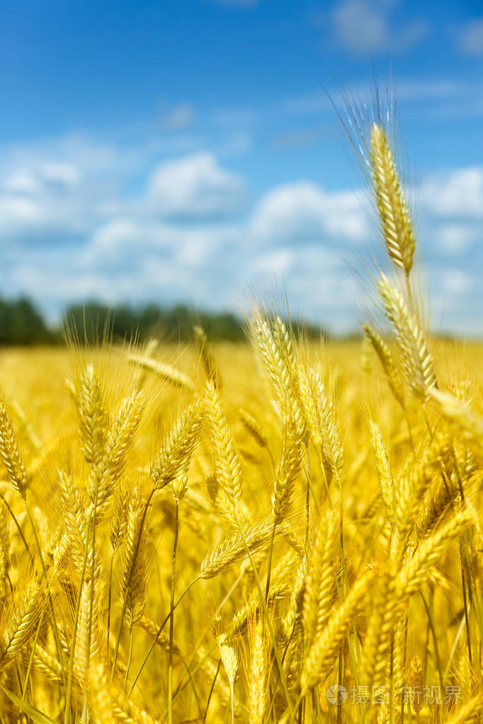 宏观金田小麦全景蓝天白云, 农村乡村