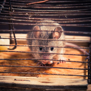 在笼捕鼠器抓到的老鼠照片