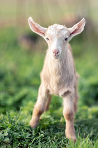 小可爱的年轻 goatling 与柔软的沙色毛皮站在绿色的草地上