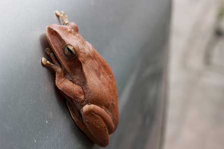棕色青蛙在汽车的边