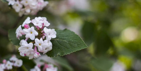 韩国珊瑚珊瑚米槠林, 属于家庭 Viburnaceae, 原产于韩国