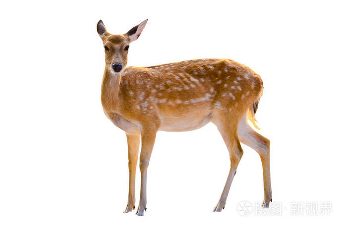 小鹿被隔绝在白色背景